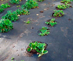 Геотекстиль 150 Строительный и садовый 1,6м x 25м (40 м2)