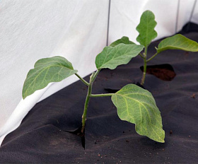 Геотекстиль 200 Строительный и садовый 1,6м x 25м (40 м2)