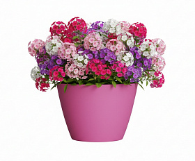 Кашпо Concretika Боул D80H45 Пинк 4010