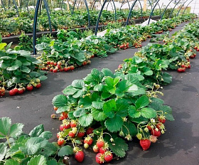 Геотекстиль 200 Строительный и садовый 1,6м x 25м (40 м2)