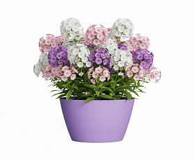 Кашпо Concretika Боул D80H45 Лаванда 300 6035