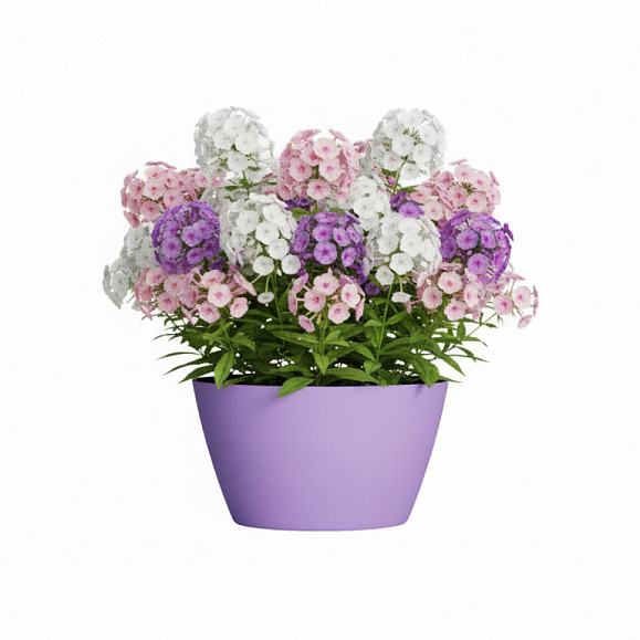 Кашпо Concretika Боул D80H45 Лаванда 300 6035 фото 6