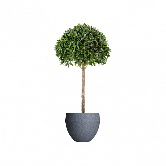 Кашпо TERRAFAKTURA Гира D70x60 Базальт фото 1